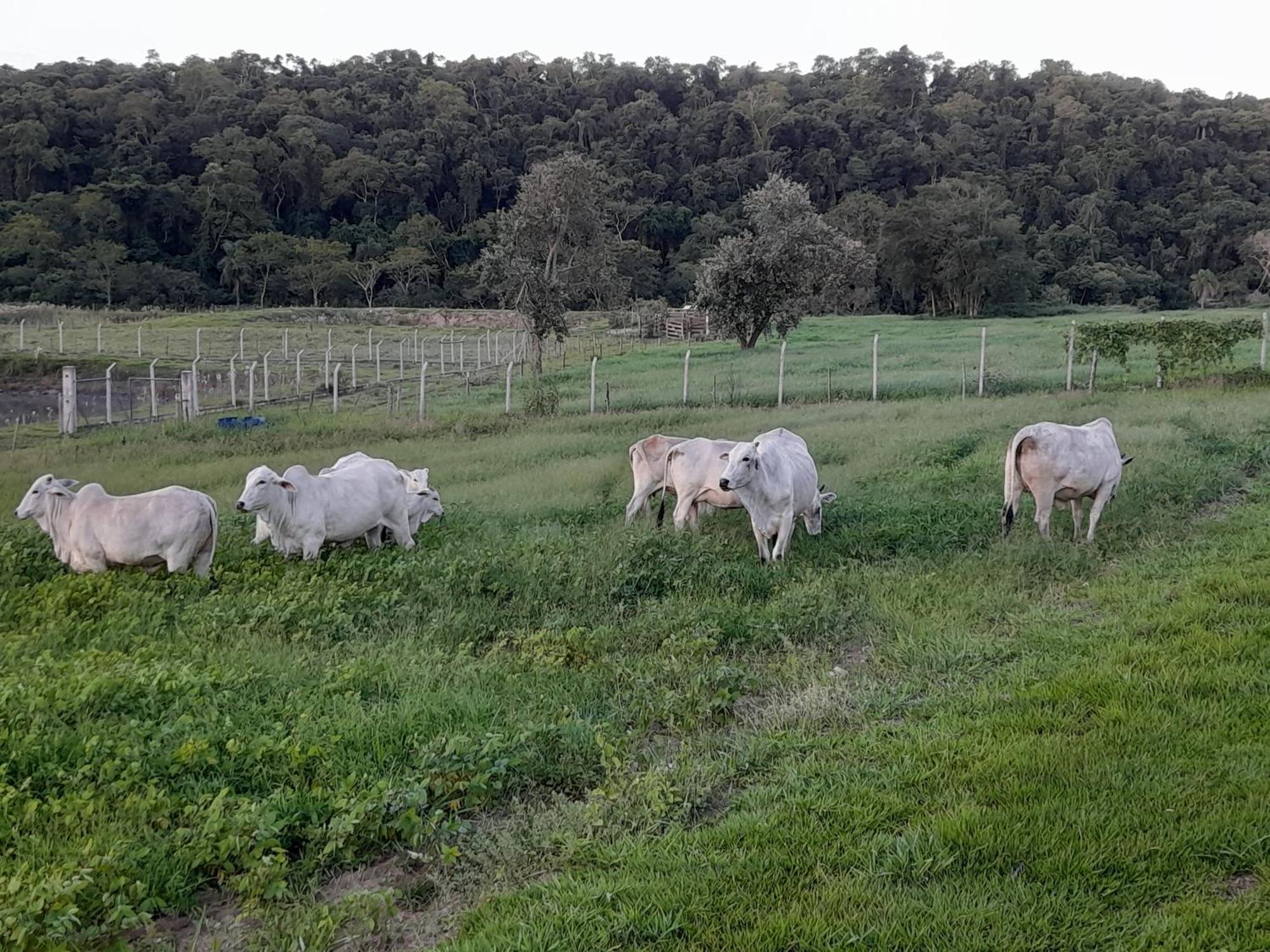 Hotel Fazenda Recanto Do Monte Alegre ピラジュ エクステリア 写真