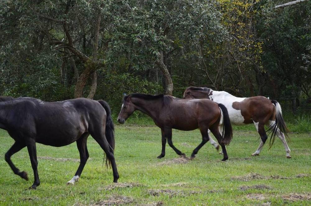 Hotel Fazenda Recanto Do Monte Alegre ピラジュ エクステリア 写真
